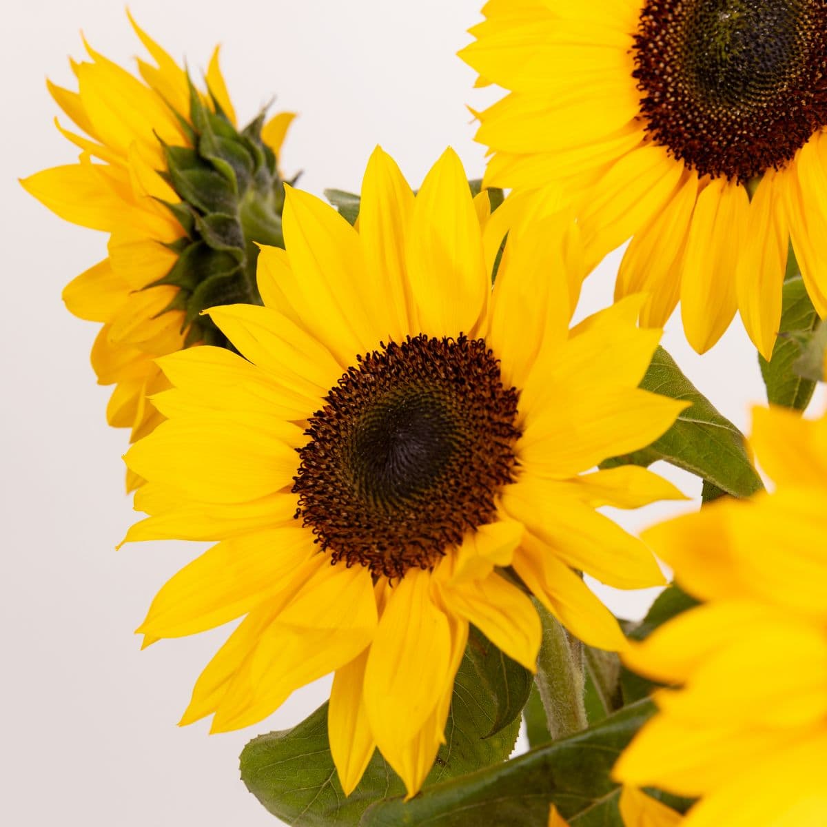 Significado del girasol: dosis de positividad y alegría | Blog Colvin