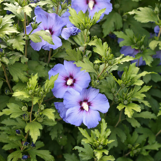 flores azules hibiscus azul