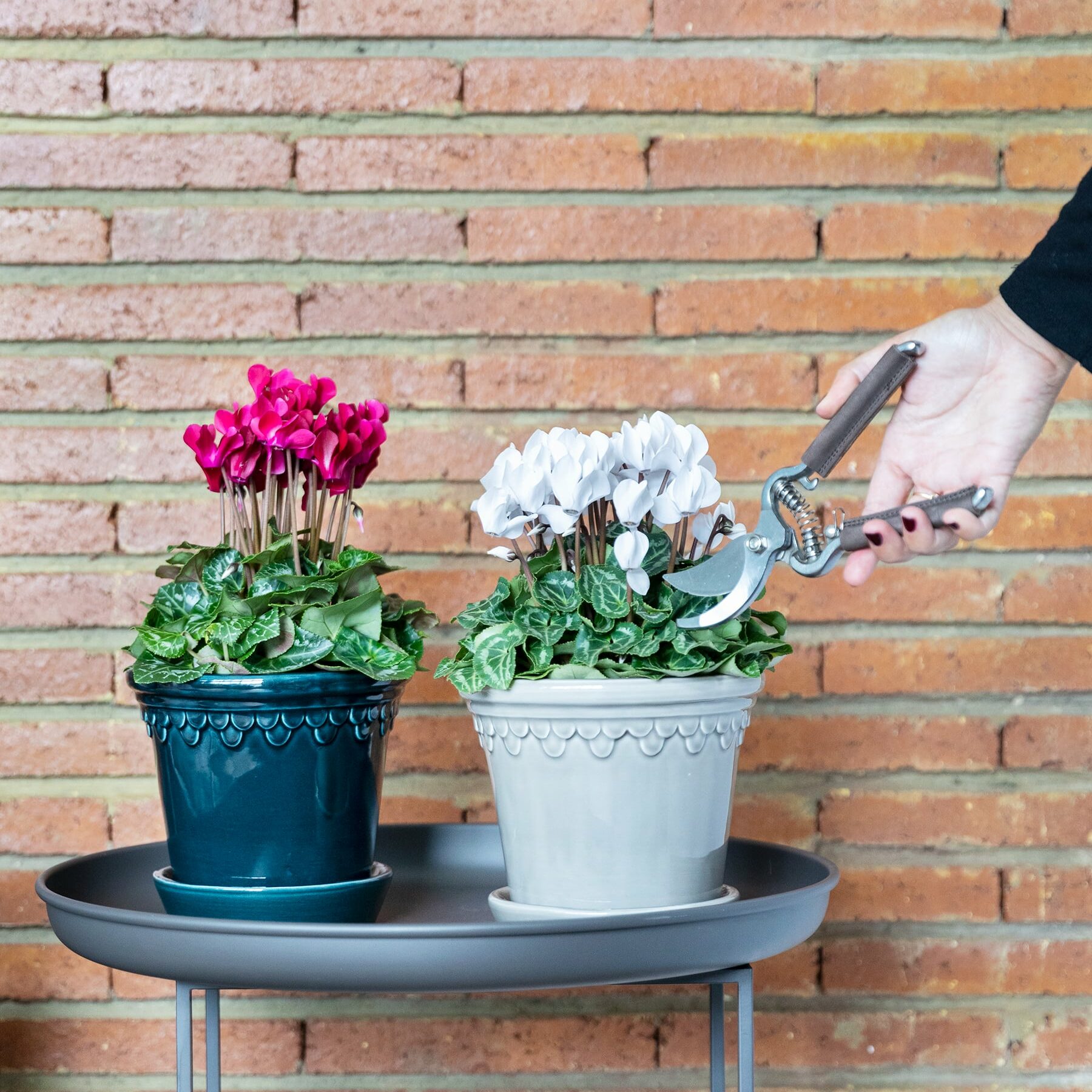 Ciclamen: cuidados y significado de la planta con flor más top del invierno  | Blog Colvin