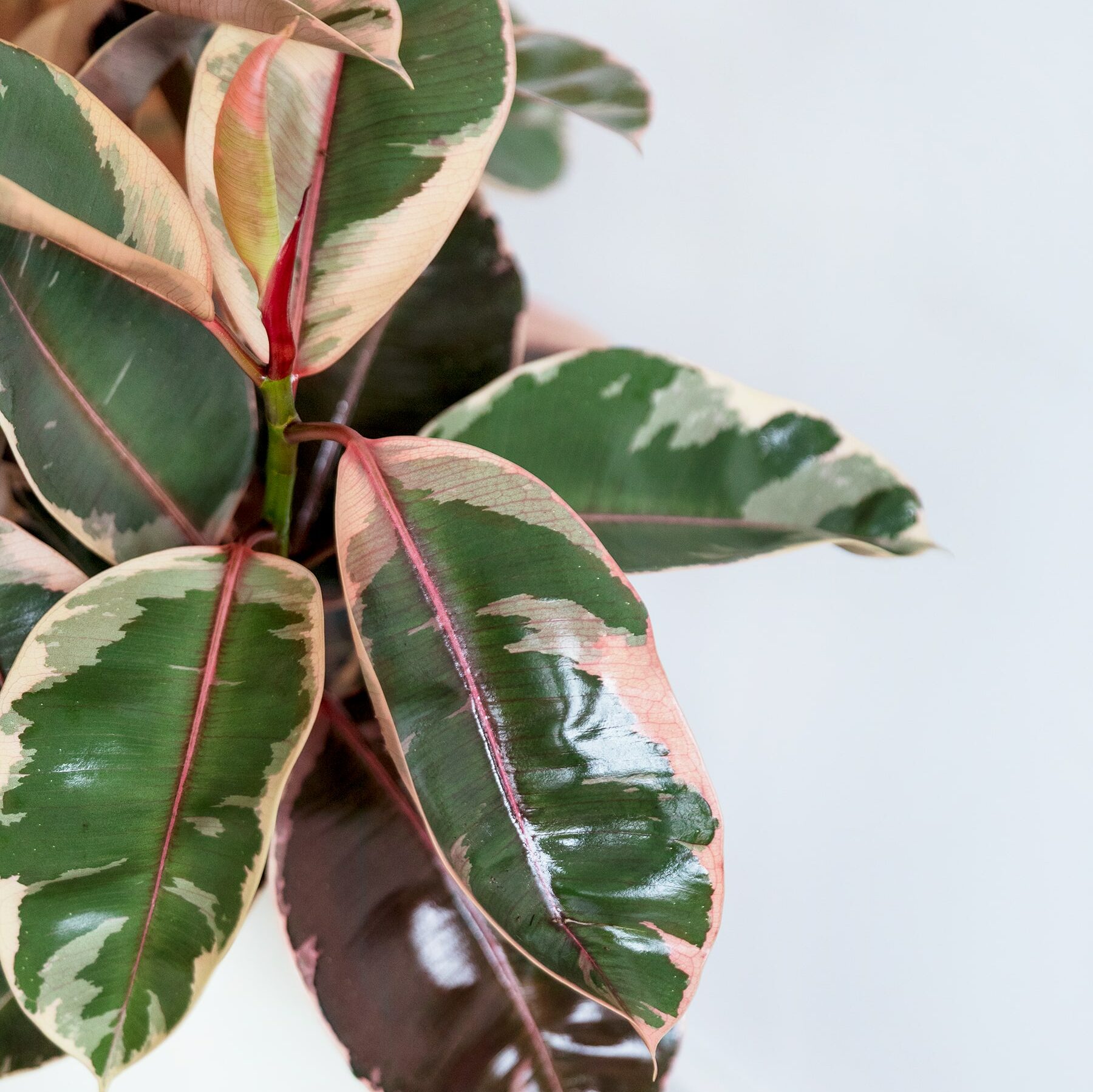 ficus elástica cuidados