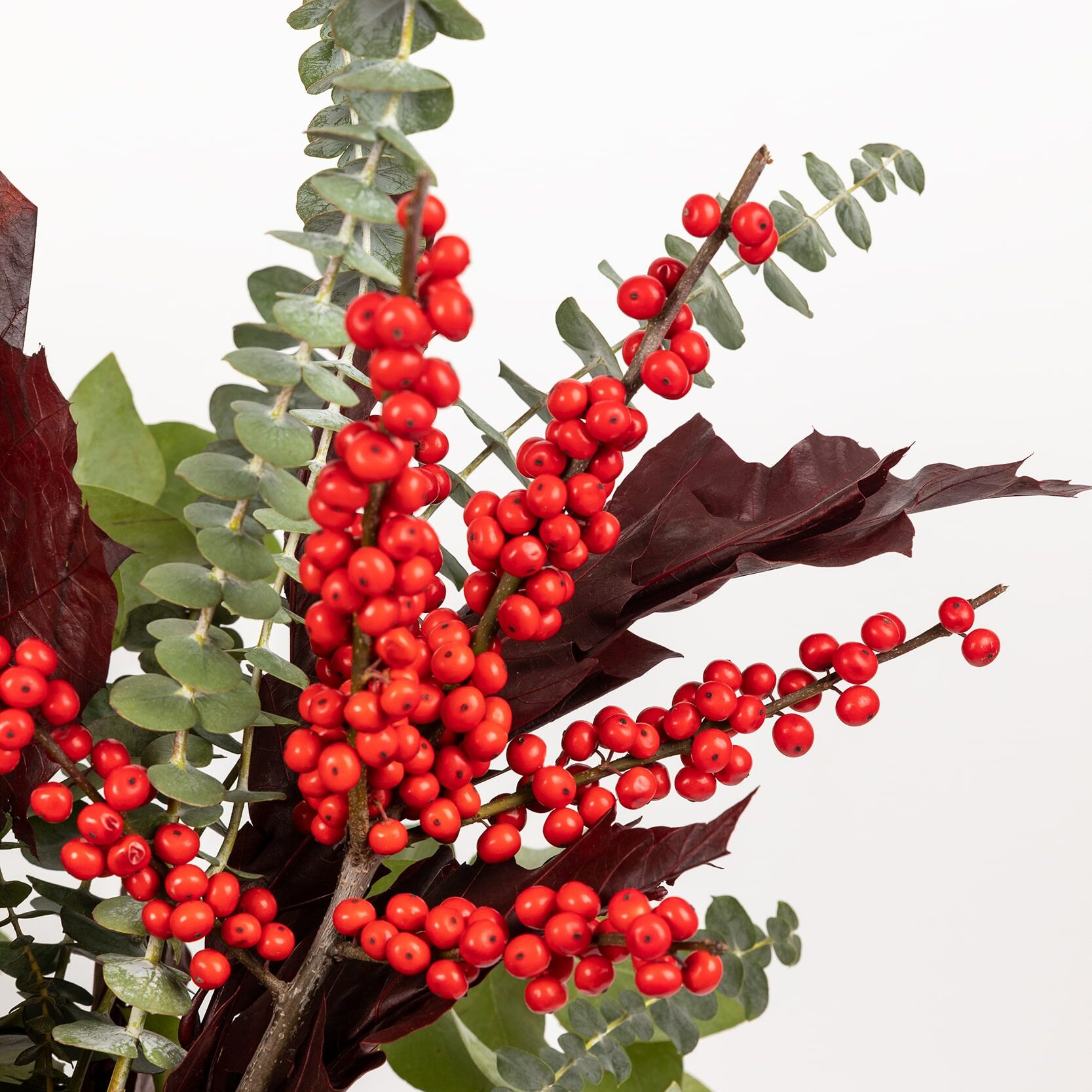 Ilex o acebo: Mimos que debes darle a una de las flores más navideñas |  Colvin Blog