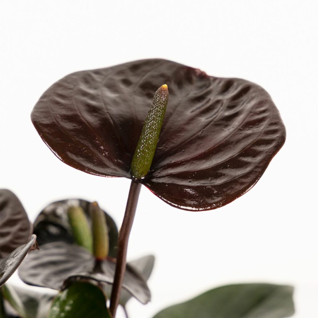 Anthurium Andreanum