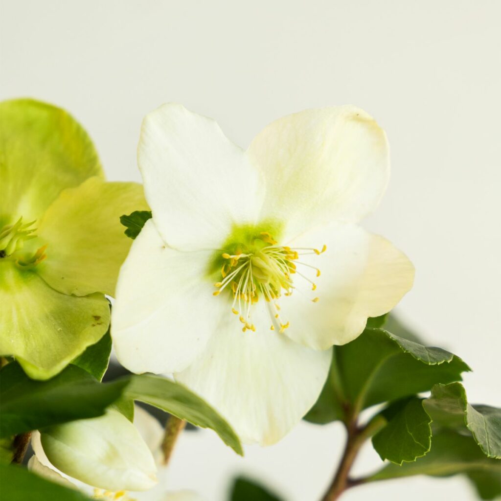 helleborus cuidados