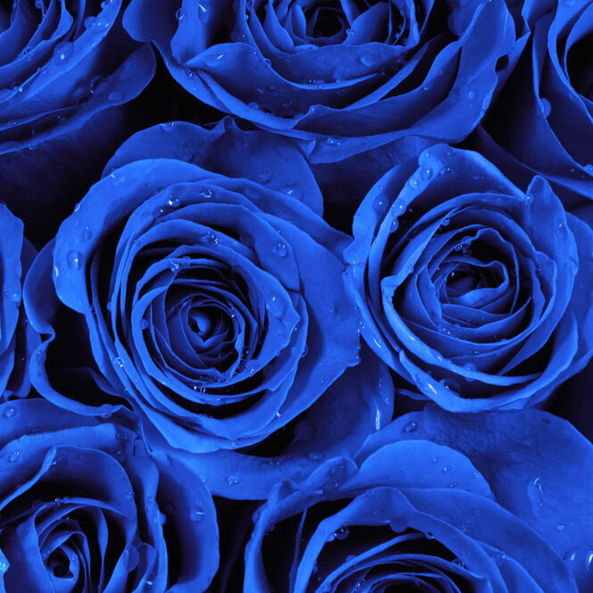 rosas azules significado