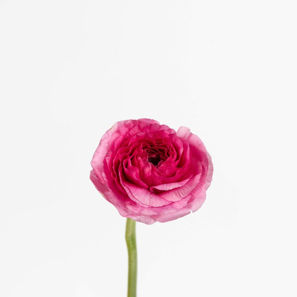 Rununculus o ranúnculo, una flor venenosa | Colvin Blog
