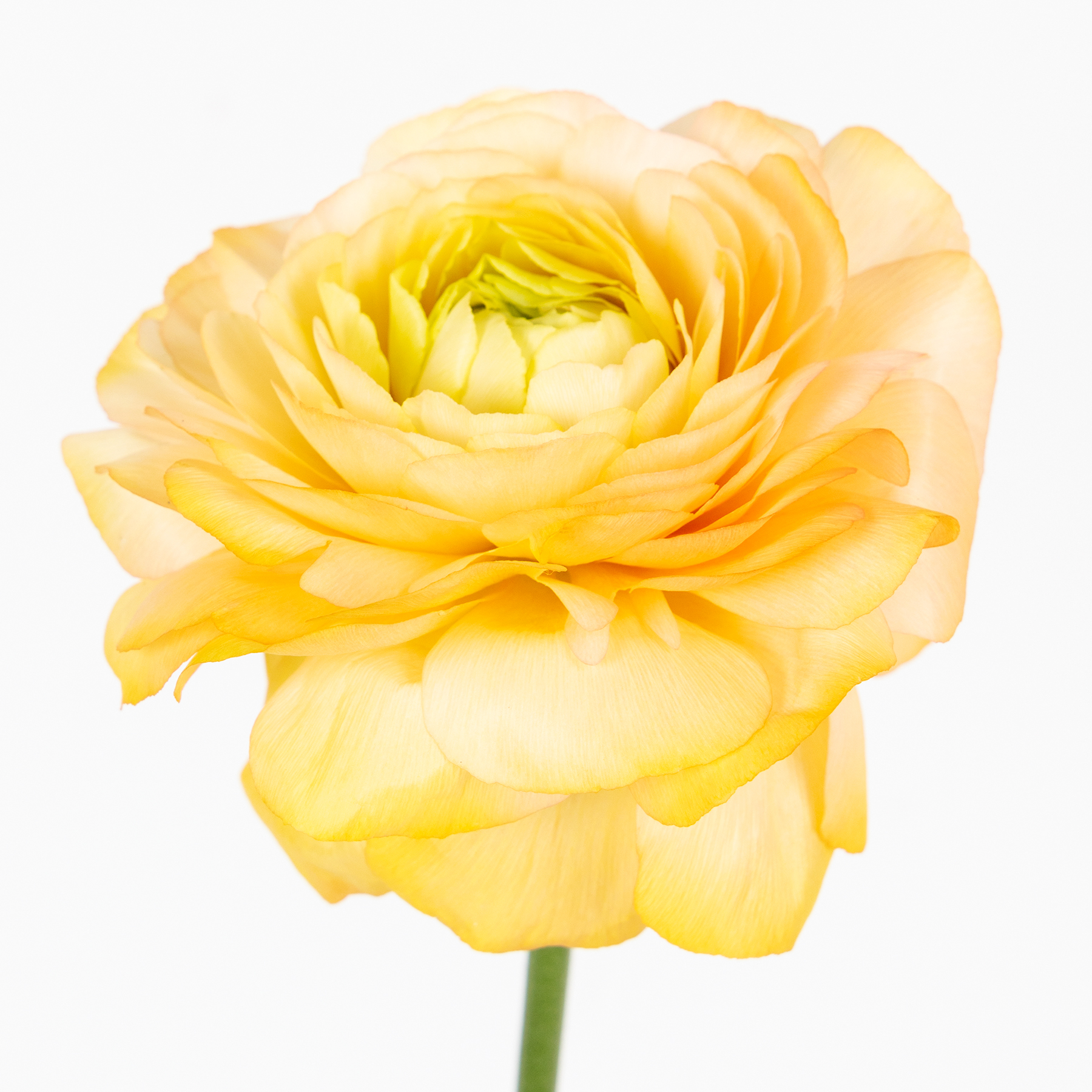 ranunculus