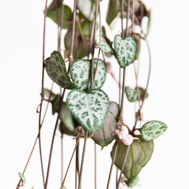 Ceropegia woodii