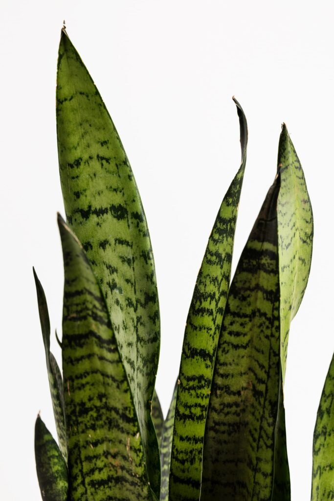 ¿Sabías que las plantas también tienen cicatrices?
