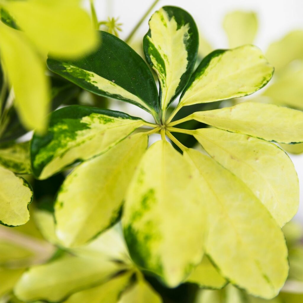 Schefflera Arboricola