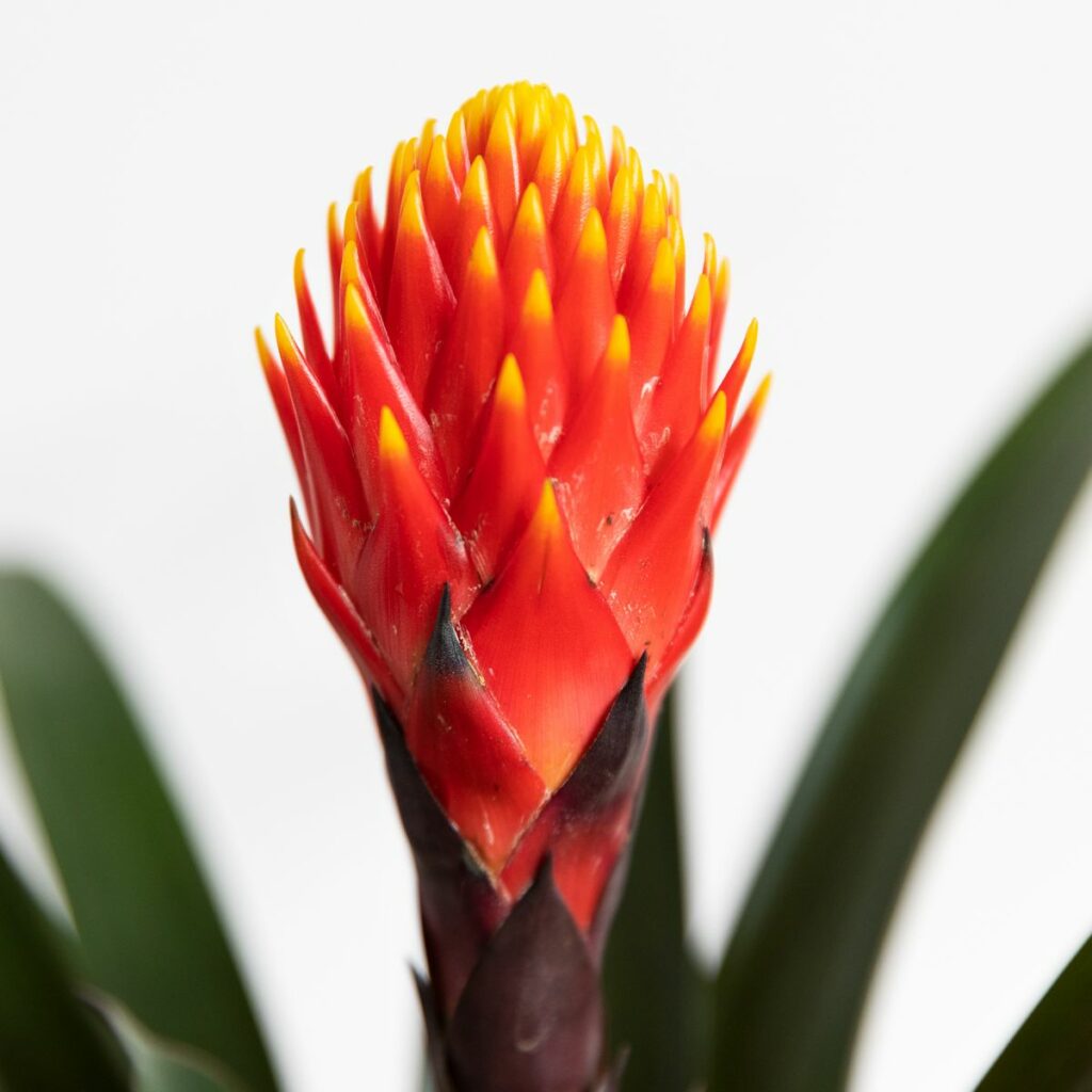 guzmania cuidados