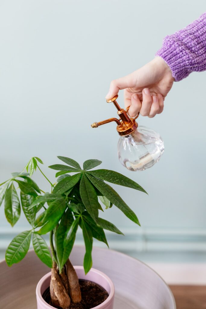 ¿Por qué mi planta tiene hojas marrones? Causas y soluciones