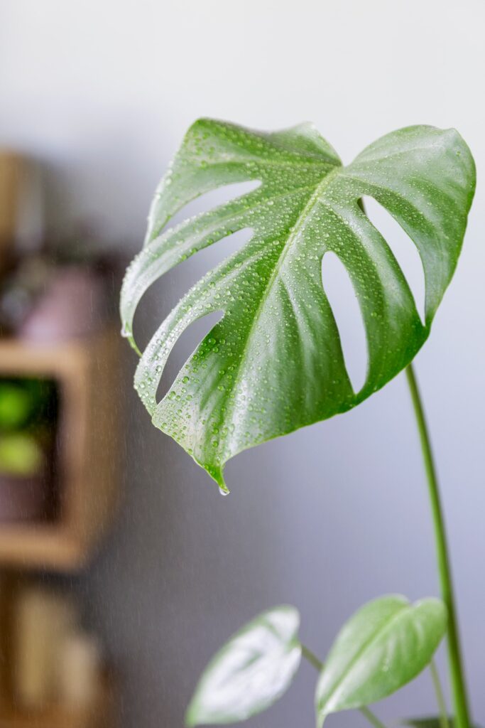 Cómo limpiar las hojas de las plantas: trucos para que brillen con luz propia