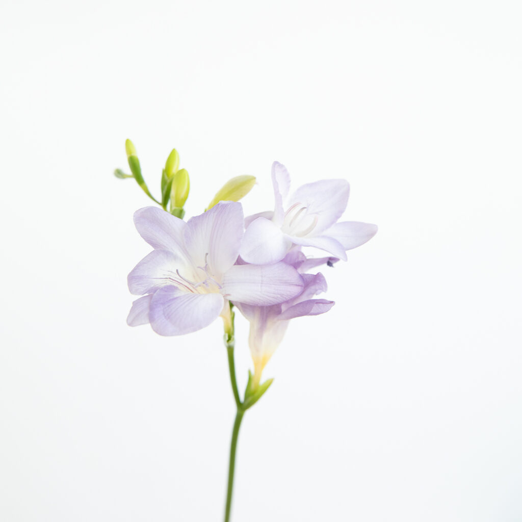 Fresia o freesia: una flor que irrádia primavera por los 4 costados |  Colvin Blog