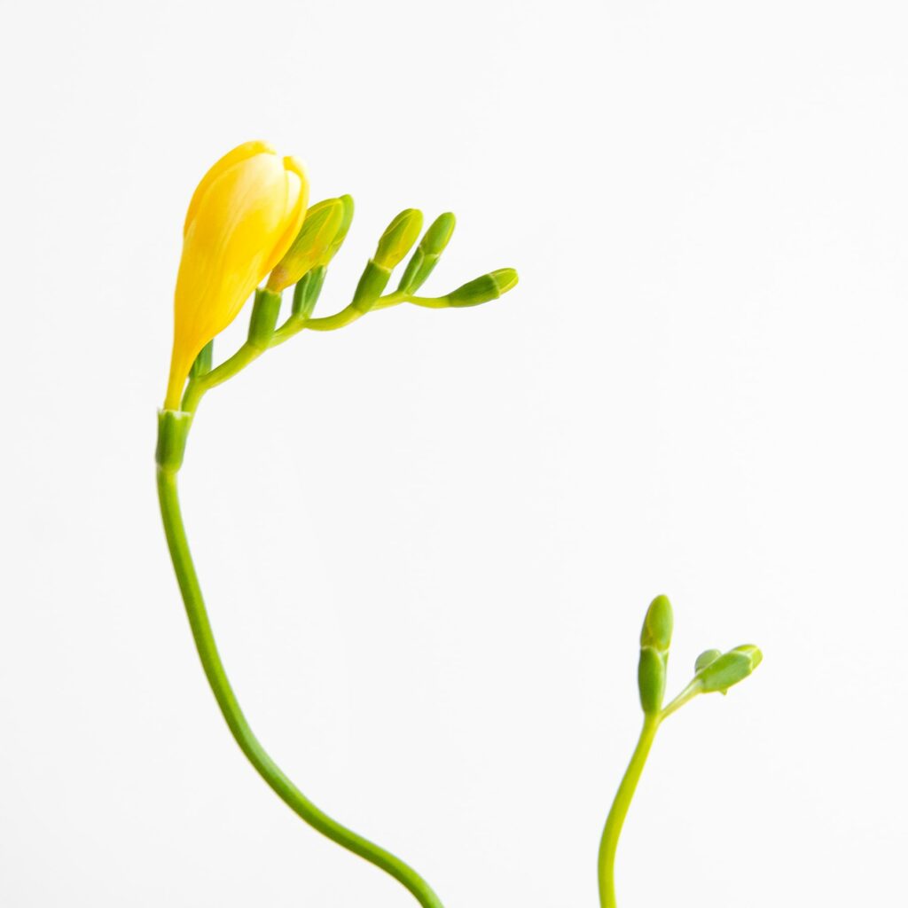 Fresia o freesia: una flor que irrádia primavera por los 4 costados |  Colvin Blog