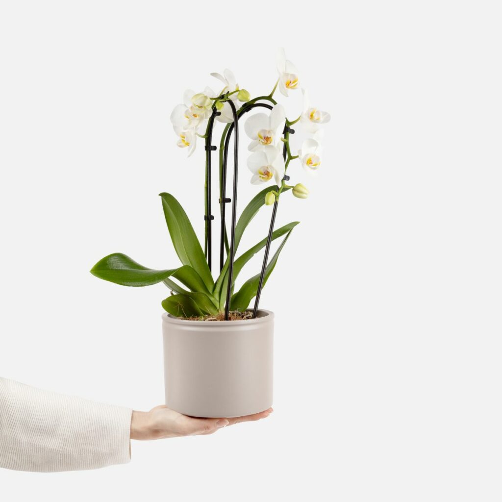 Tipos de orquídeas: sí, existe mundo más allá de la Phalaenopsis | Colvin  Blog