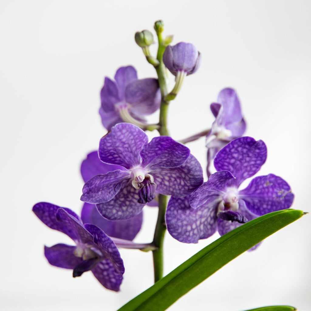 orchidea vanda