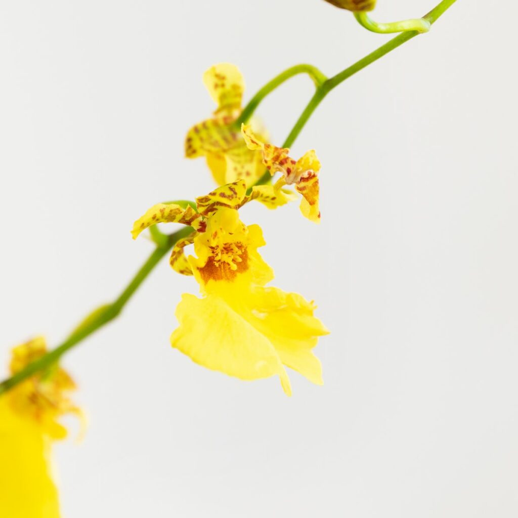 orchidea oncidium