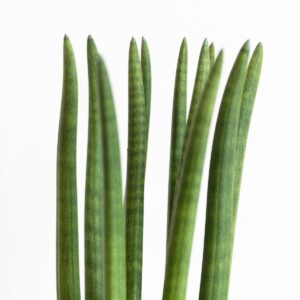 Sansevieria cilindrica