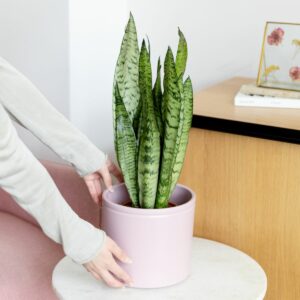 Sansevieria zeylanica