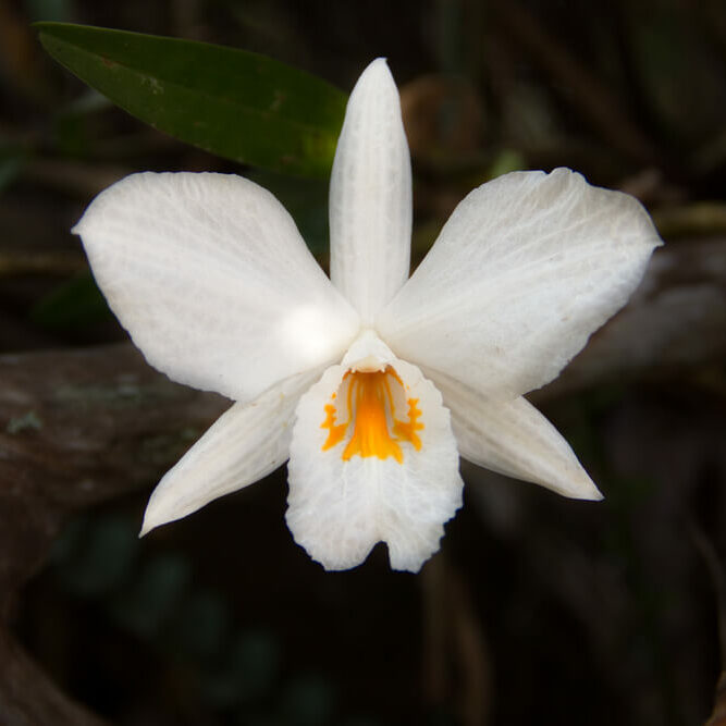 tipos de orquideas cataleya