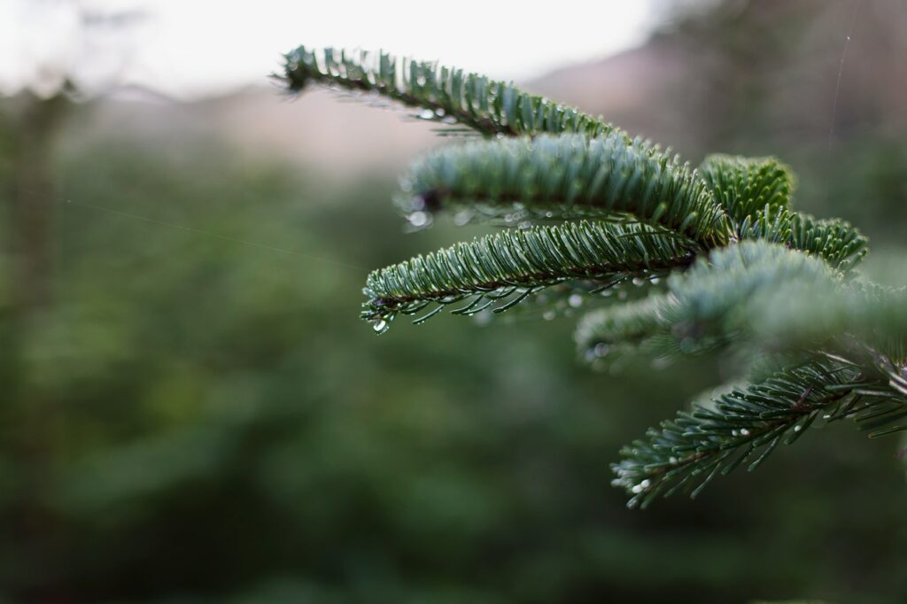 Detalle de las gotas de rocío de primera hora de la mañana sobre las hojas de los abetos de navidad