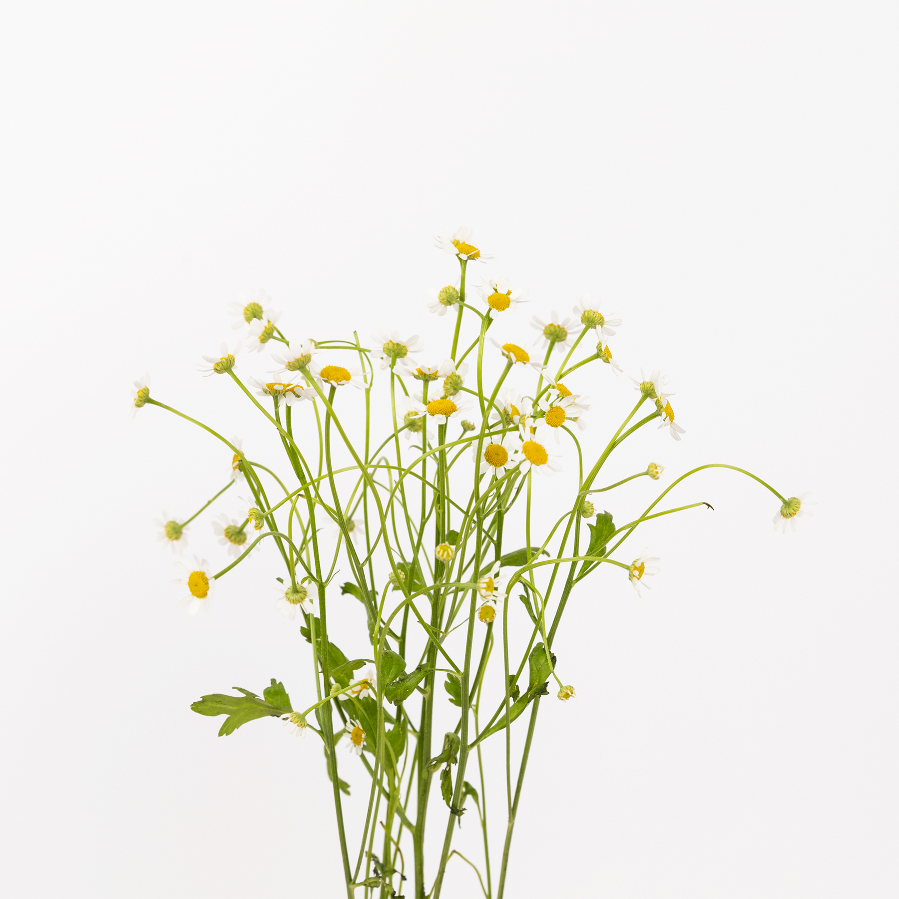 Margarita: Una planta con propiedades cosméticas y medicinales