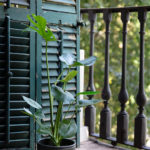 Planta de interior en ventana