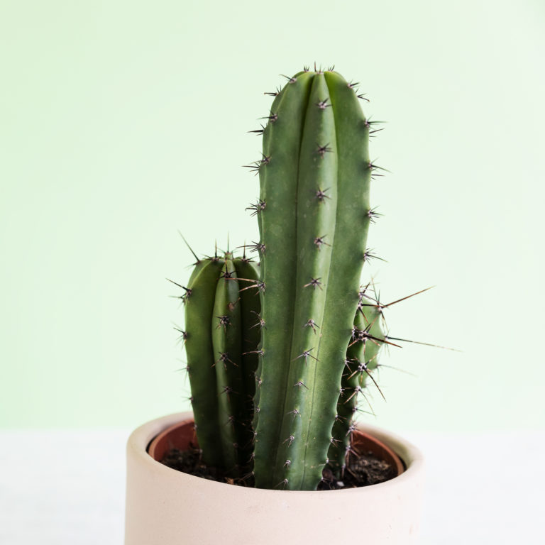 Cactus en maseta