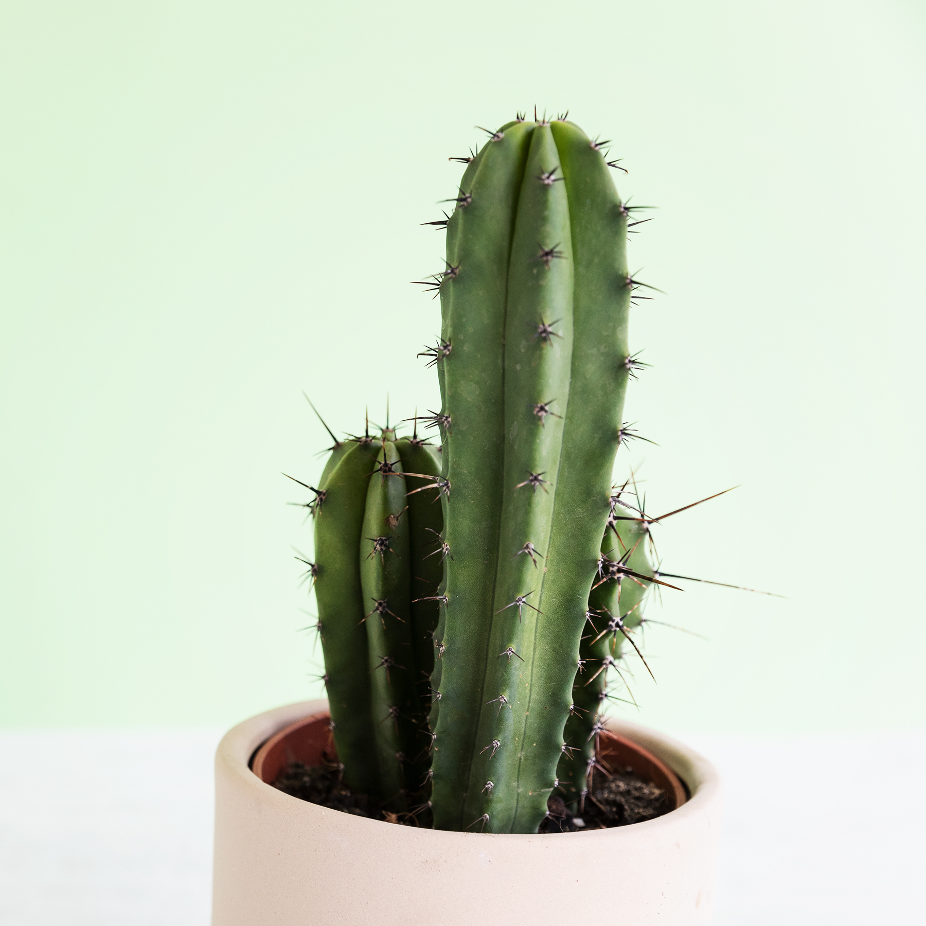 Da un aire exótico y colorido a tu casa con decoración de cactus