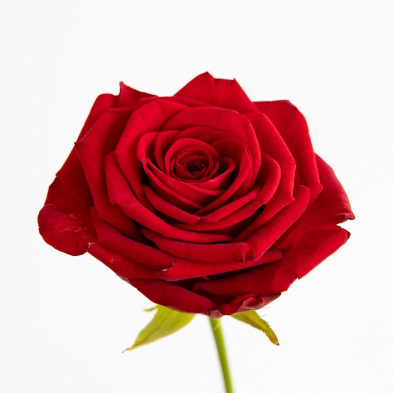 Flores rojas - conoce todo lo que esconden estas ...