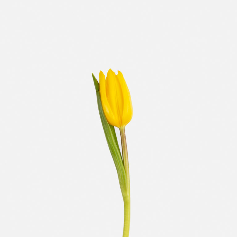 flores para una mujer - tulipán