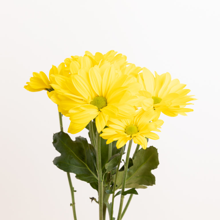 flores amarillas: crisantemo