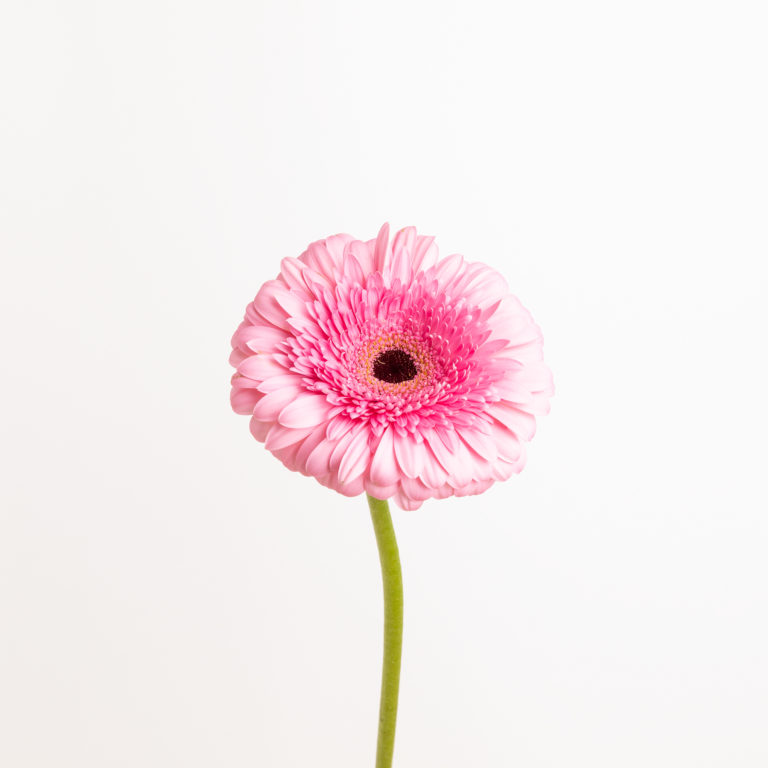 Gerbera color rosa