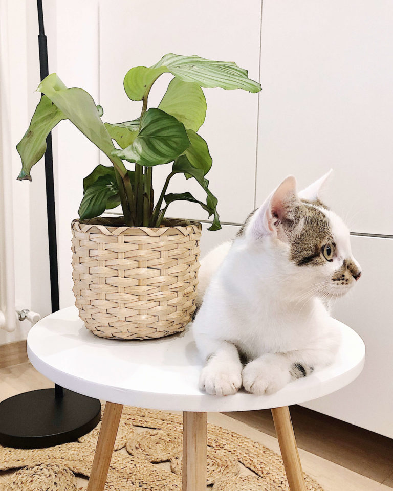 Planta con un gato