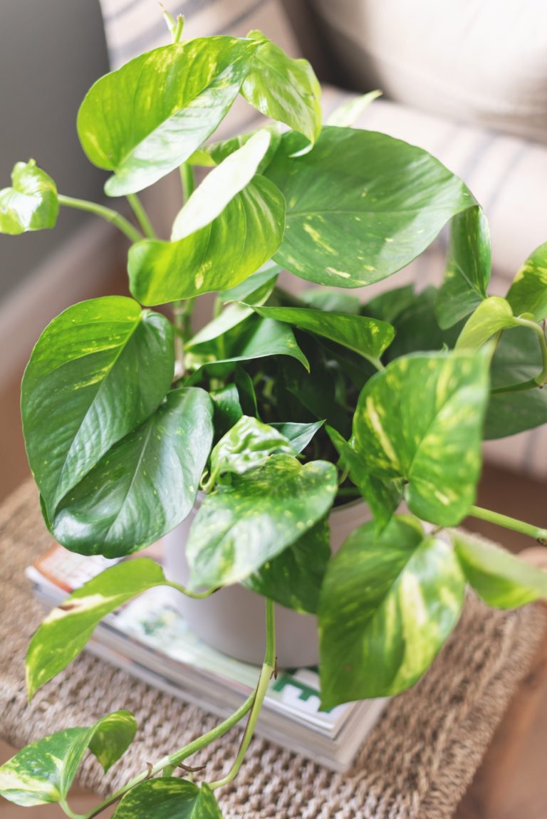 Planta para interiores