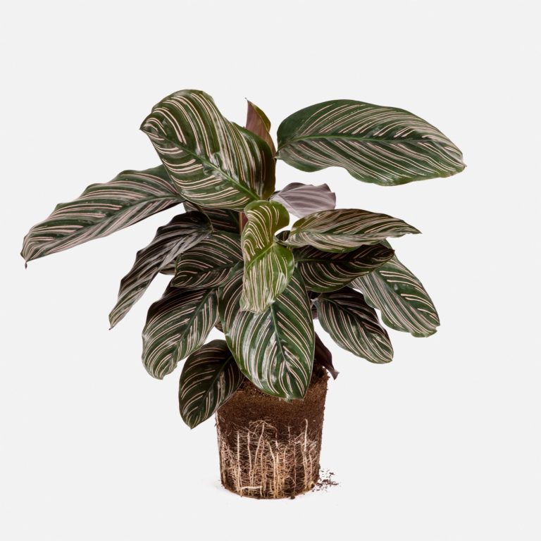 Planta Calathea Lara