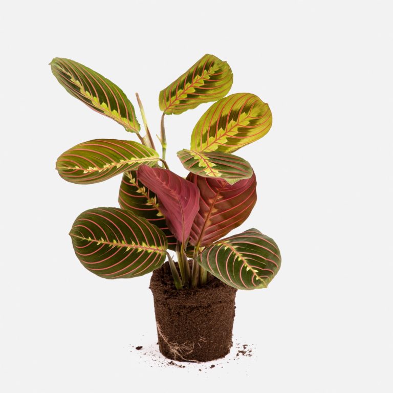 Maranta