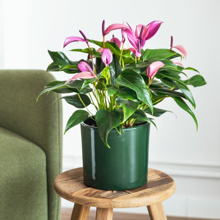 Plantas de interior online con envío a domicilio | Colvin