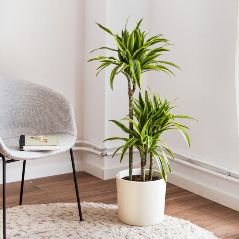 Plantas altas de interior: cómo colocarlas en casa