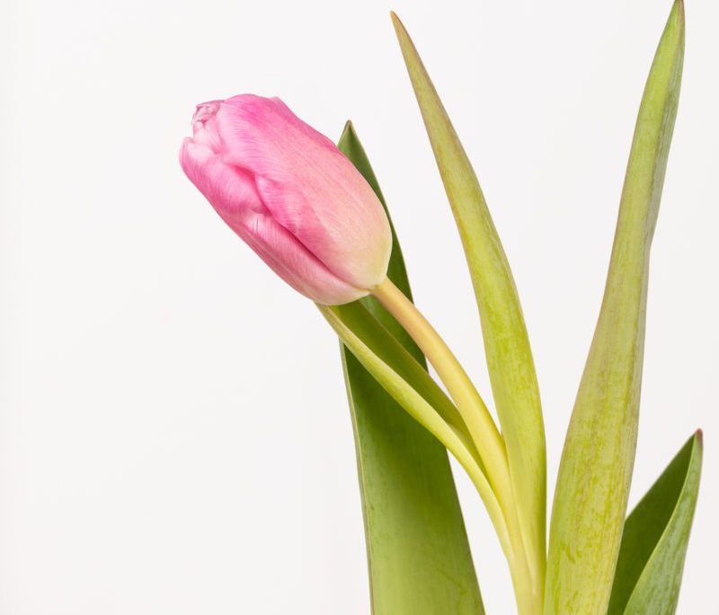 tulipanes online tulipan