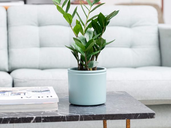 Plantas de interior online con envío a domicilio | Colvin