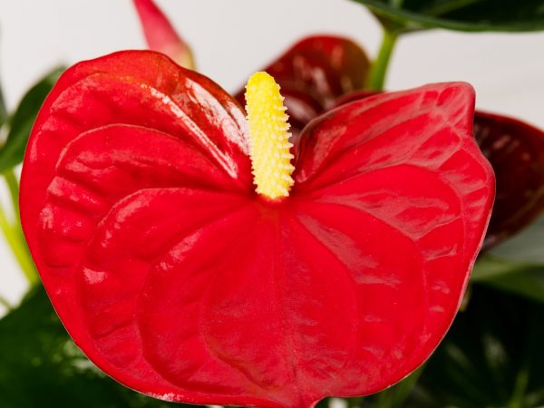 planta con flor roja