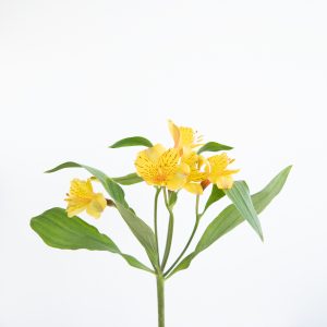 flores amarillas: astromelia