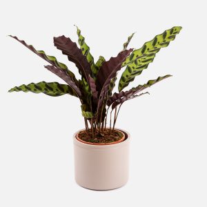 Planta Calathea Amelie