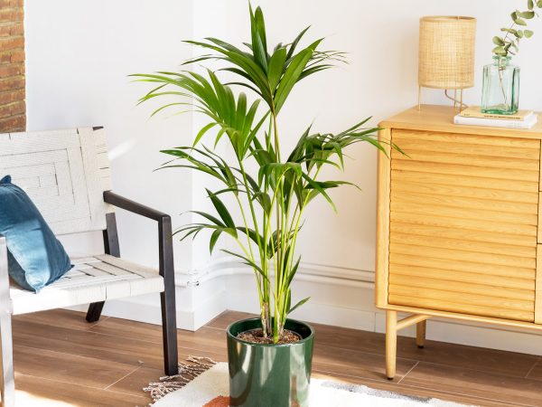 Plantas para decorar tu oficina online a | Colvin