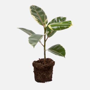 Ficus Tinekee_02