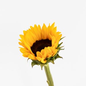 flores para una amiga - girasol