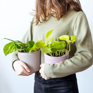 Plantas de otoño