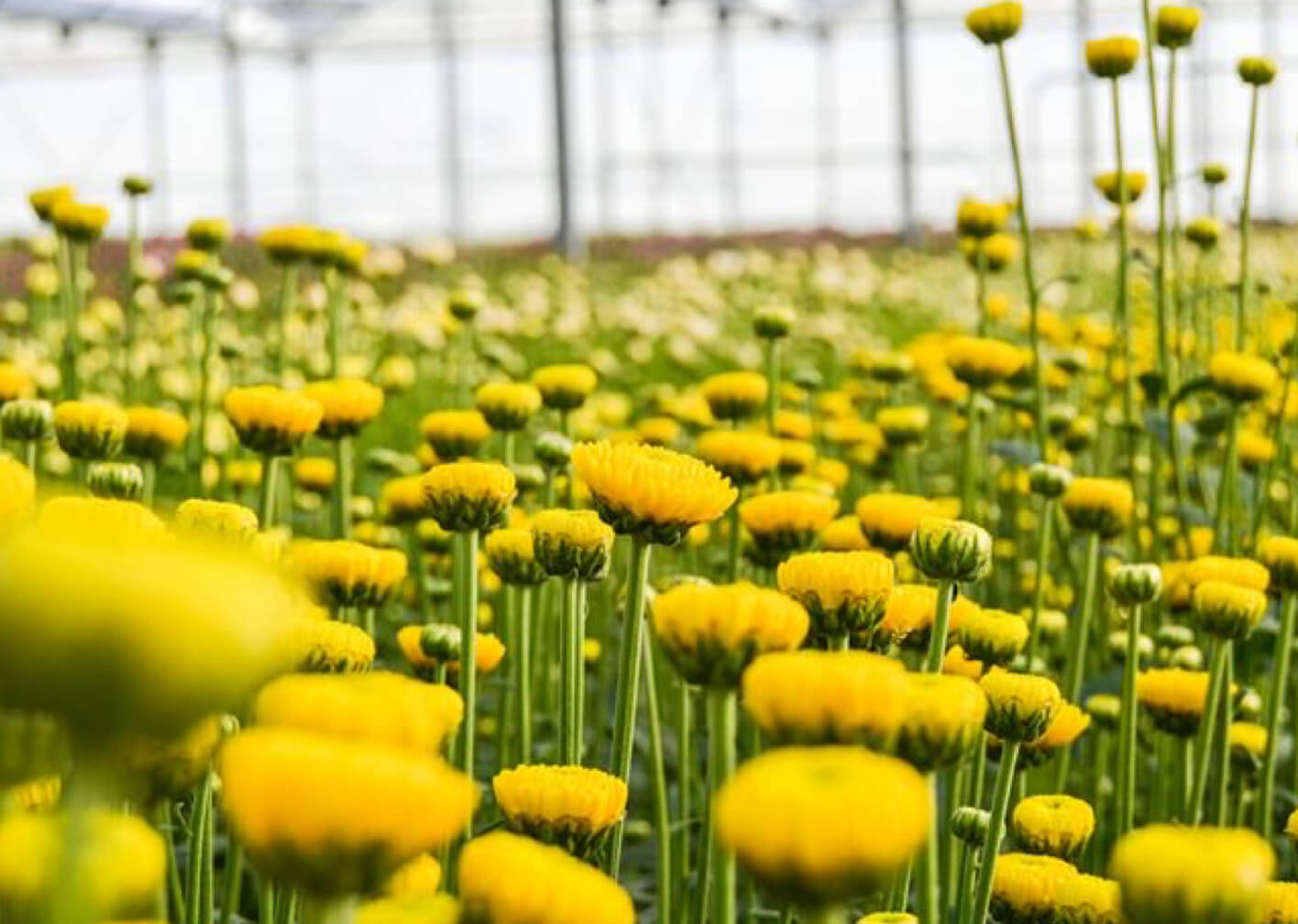 Flores para o Dia da Mãe