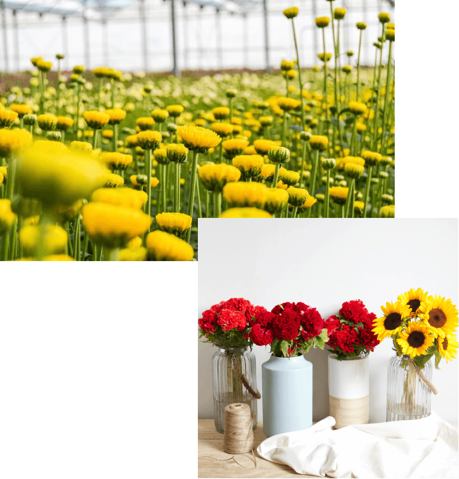 Florineve